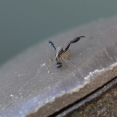 Cheliferoides longimanus