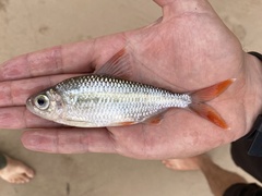 Bryconaethiops macrops