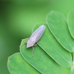 Draeculacephala savannahae