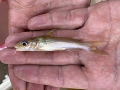 Chrysichthys ogooensis