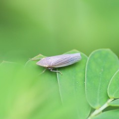 Draeculacephala savannahae