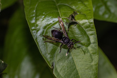Pseudopolybia compressa