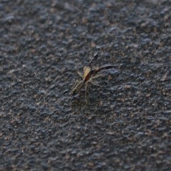 Cheliferoides longimanus