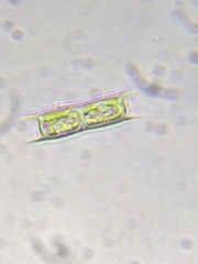 Microspora