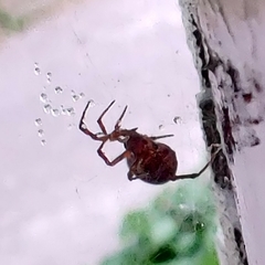 Steatoda castanea