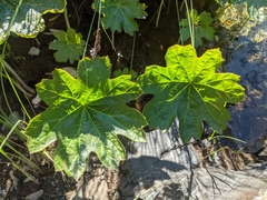 Darmera peltata