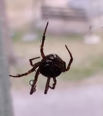 Steatoda castanea