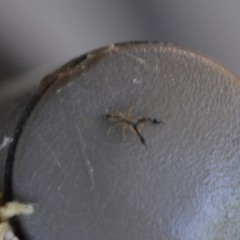 Cheliferoides longimanus