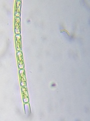 Microspora