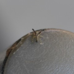 Cheliferoides longimanus