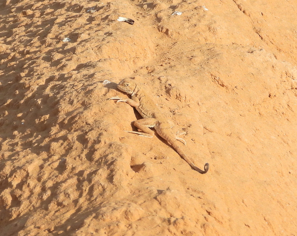 Spotted Toadhead Agama