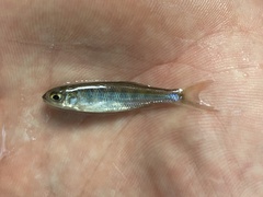 Opsaridium ubangiense