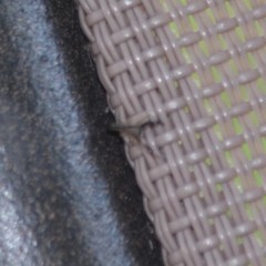 Cheliferoides longimanus