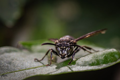 Pseudopolybia compressa