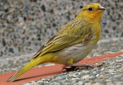Sicalis flaveola flaveola