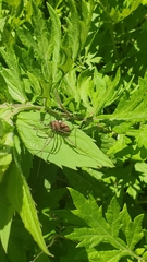 Rilaena triangularis