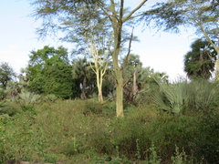 Acacia xanthophloea image