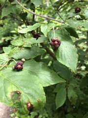 Euonymus occidentalis