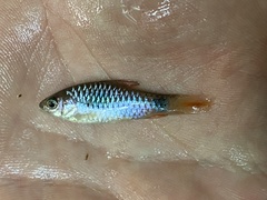 Enteromius camptacanthus