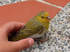 Sicalis flaveola flaveola