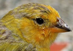 Sicalis flaveola flaveola