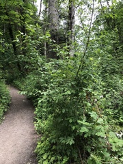 Euonymus occidentalis