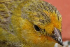 Sicalis flaveola flaveola