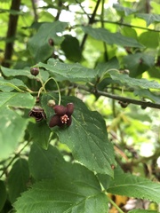 Euonymus occidentalis