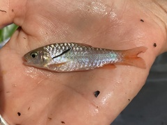 Enteromius camptacanthus