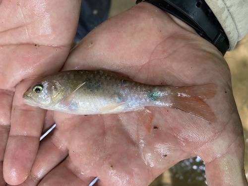 African redfin barb (Enteromius camptacanthus) — Cyprinidae — 2