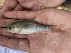 Enteromius camptacanthus