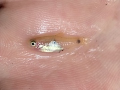 Enteromius camptacanthus