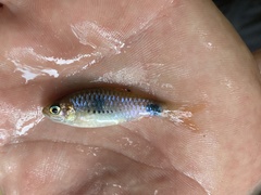 Enteromius camptacanthus