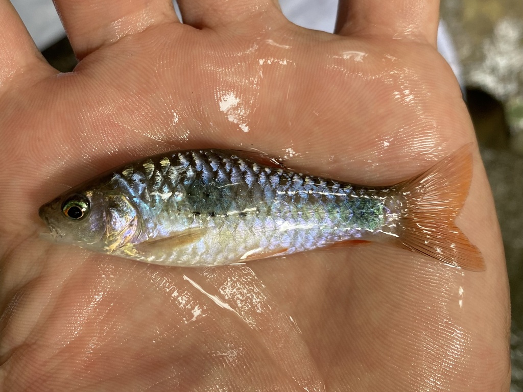 African redfin barb (Enteromius camptacanthus) — Cyprinidae