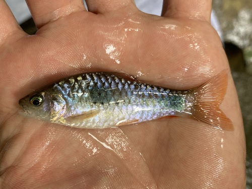 Roodstaart-barbeel (Enteromius camptacanthus) — Cyprinidae