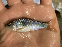 Enteromius camptacanthus