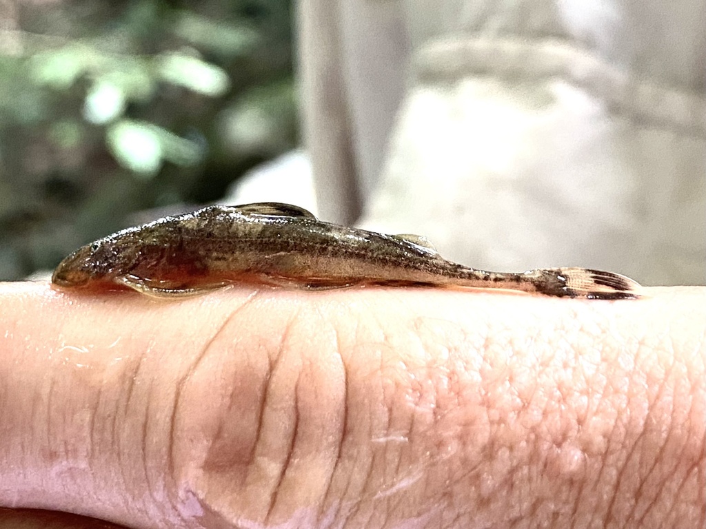 Shorttail catfish (Phractura brevicauda) — Amphiliidae