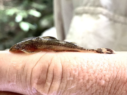 Shorttail catfish (Phractura brevicauda) — Amphiliidae