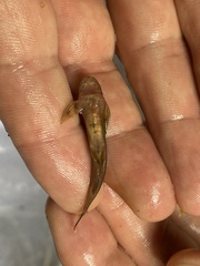 Phractura brevicauda