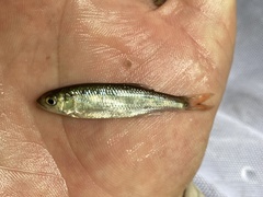 Opsaridium ubangiense