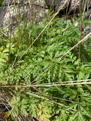 Conioselinum