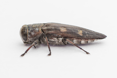 Chrysobothris solieri