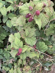 Rubus