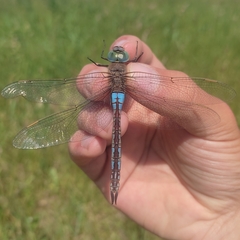 Anax parthenope