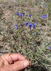 Scutellaria angustifolia angustifolia