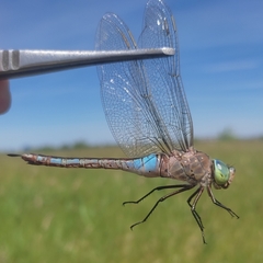 Anax parthenope
