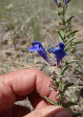 Scutellaria angustifolia angustifolia