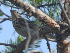 Anthus trivialis trivialis