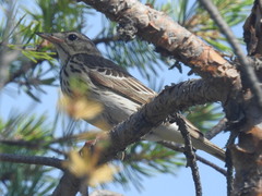Anthus trivialis trivialis