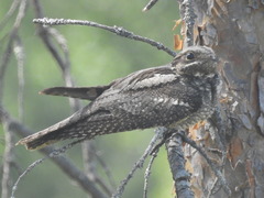 Caprimulgus europaeus europaeus
